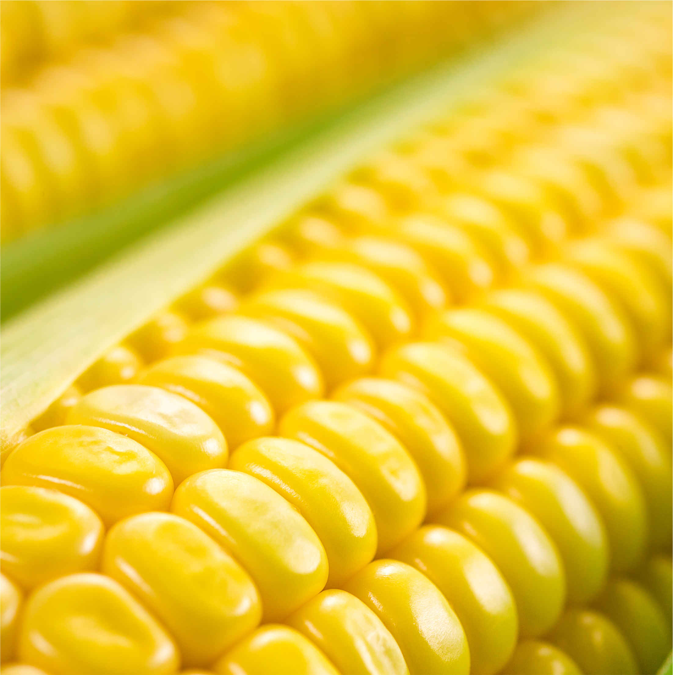 Sweet Wonder csávázott