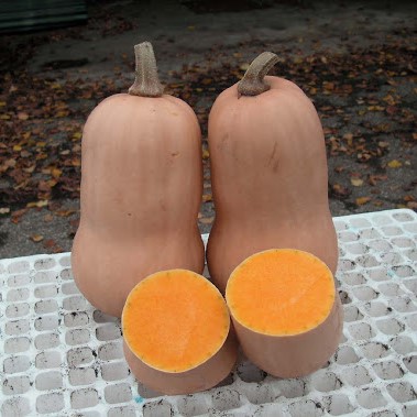 UG 205 csávázott F1