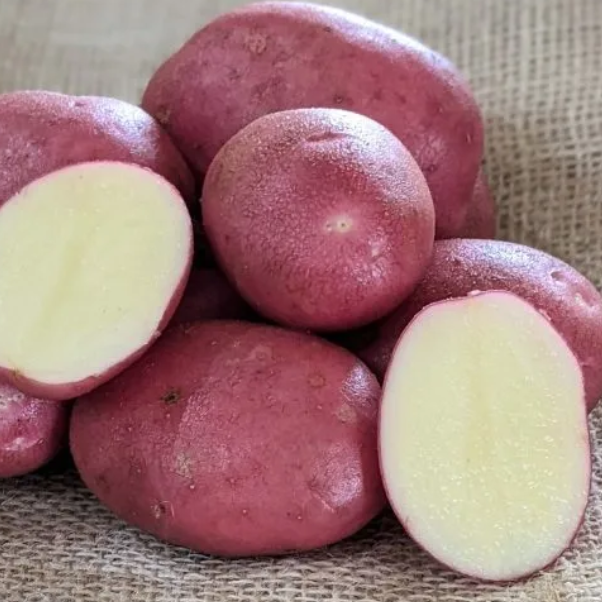 Java holland csávázott elit 35-55 mm