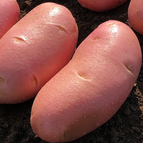 Red Lady német csávázott A 35-55 mm