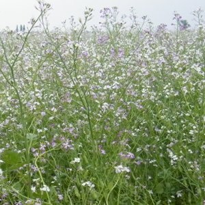 Mohikan csávázatlan