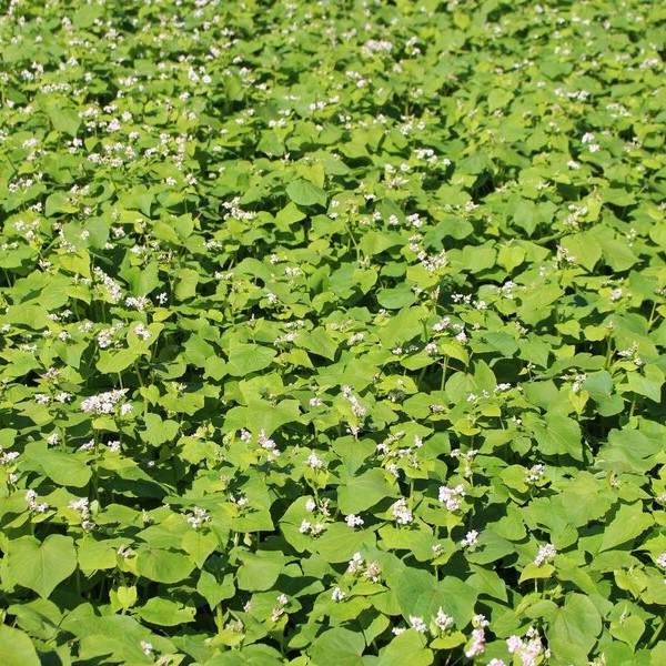 Lileja csávázatlan