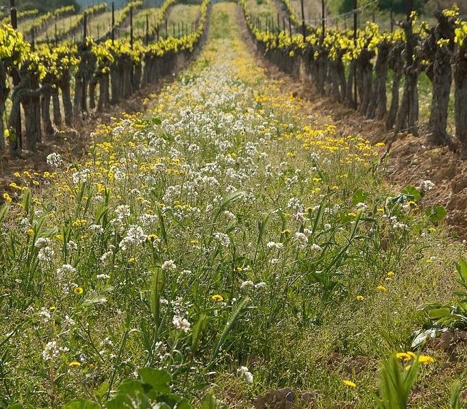 Szőlő-sorköz Standard csávázatlan