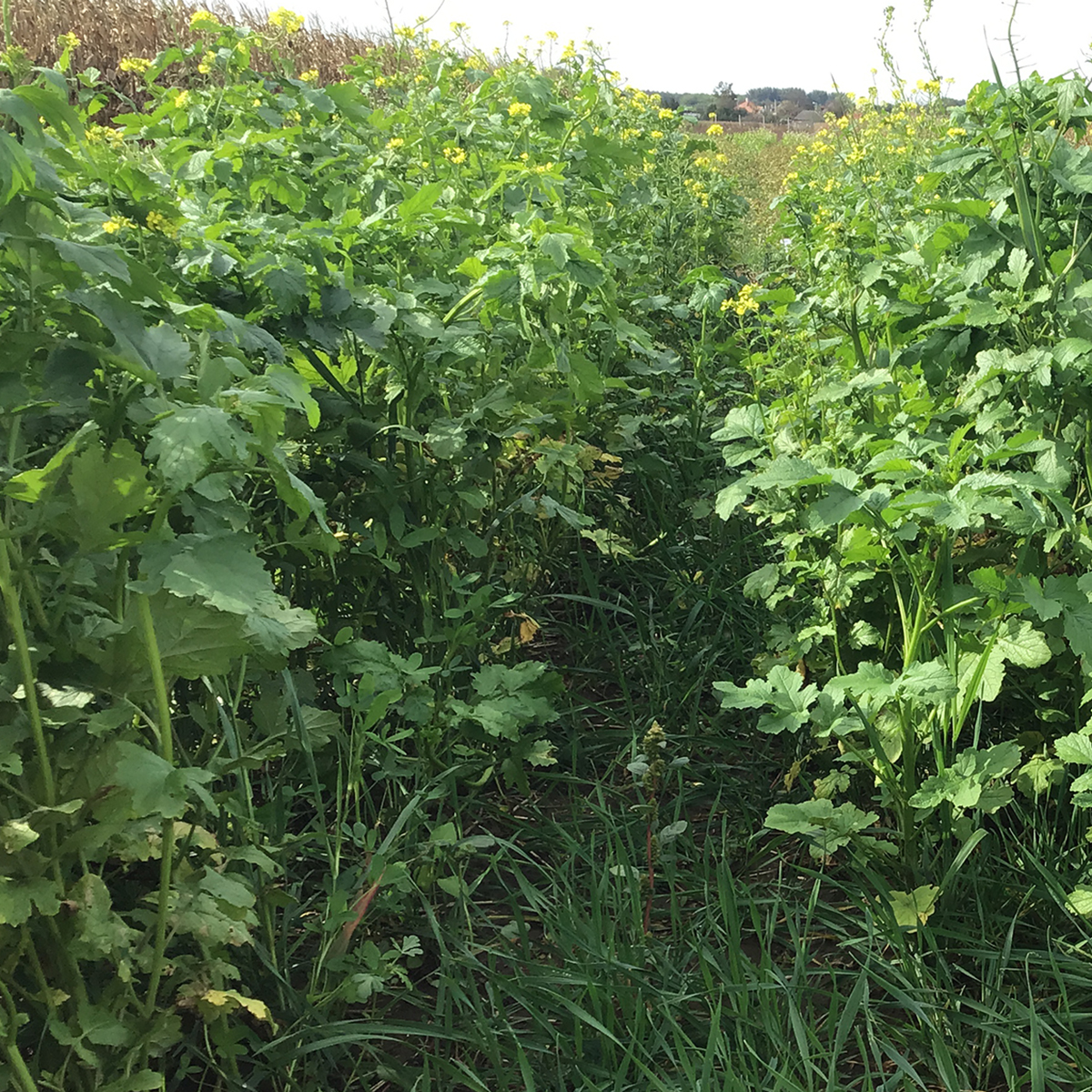 Pannon bükkönyös zöldítő csávázatlan