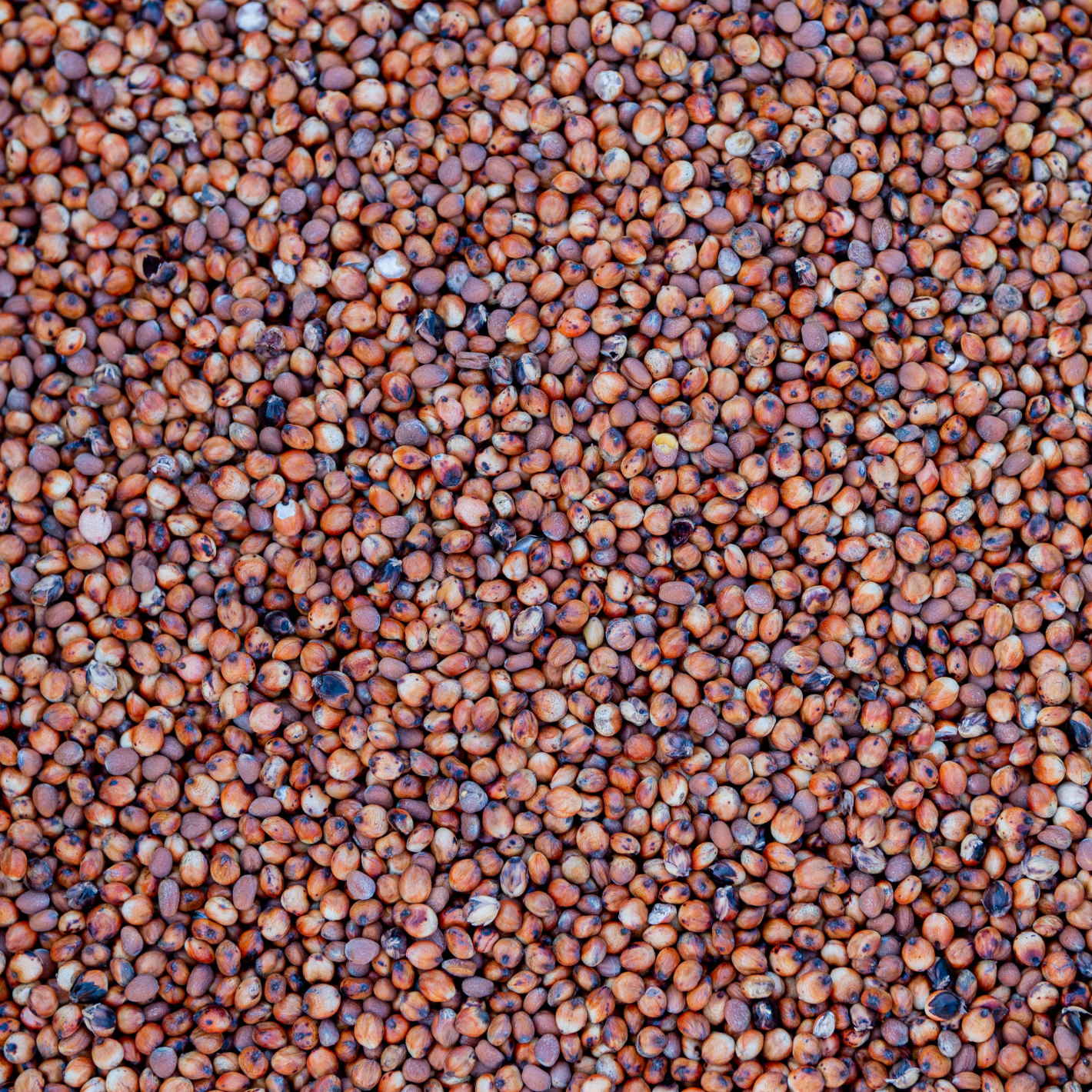 AKG Minimalista csávázatlan