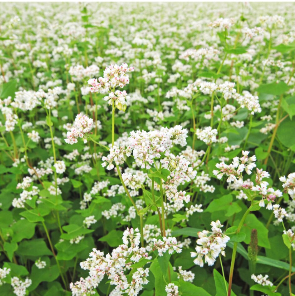 Hajdinás pillangós csávázatlan