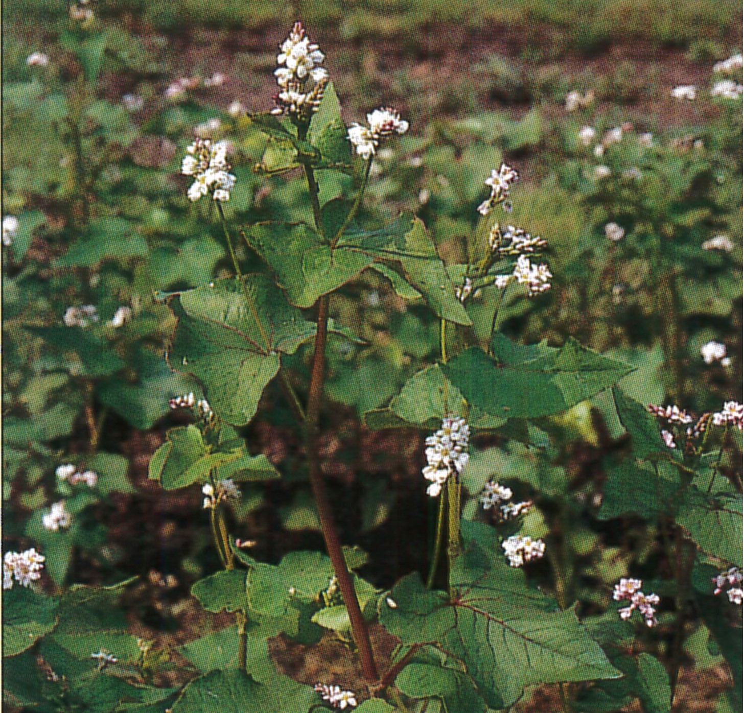 Hajdinás zöldítő csávázatlan