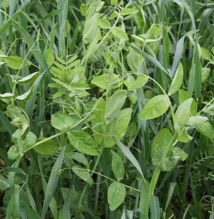 Télálló zöldítő csávázatlan