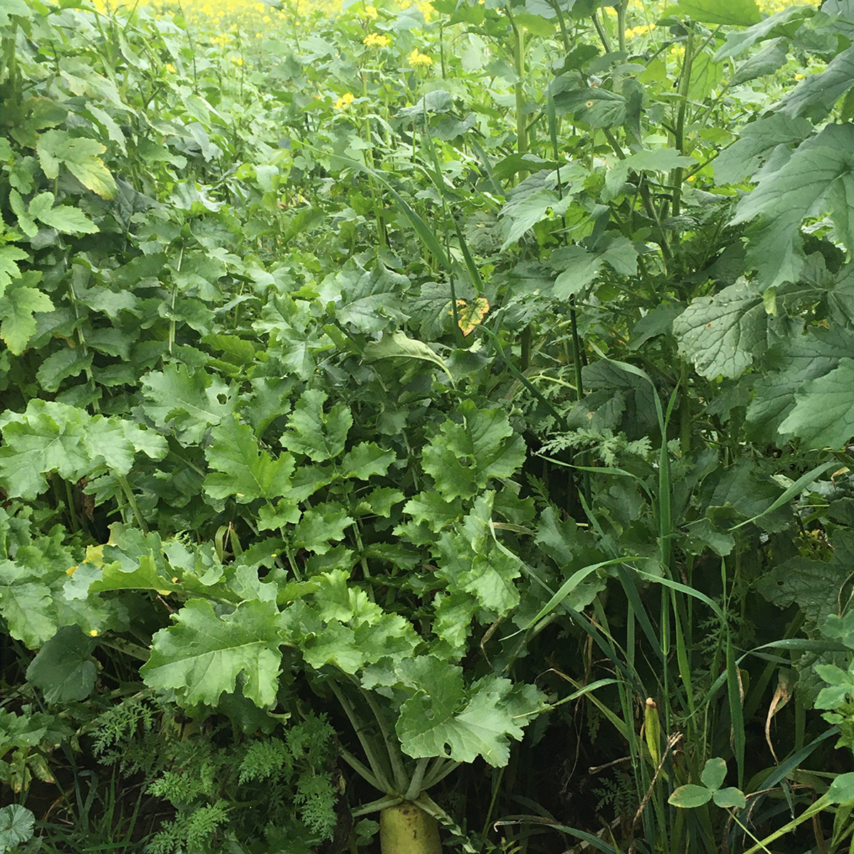 Tillage Radisch csávázatlan