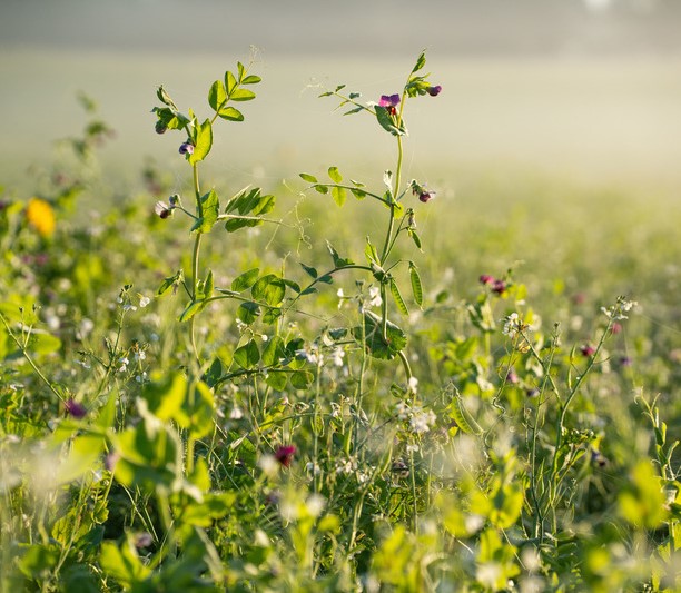 Viterra Mais-N-Plus csávázatlan